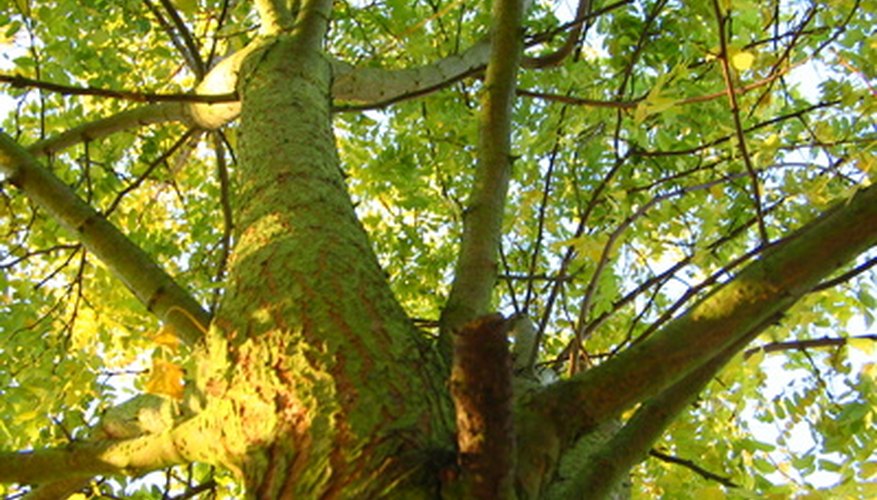 Black locust (Robinia pseudoacacia) Black locust (Robinia pseudoacacia)
