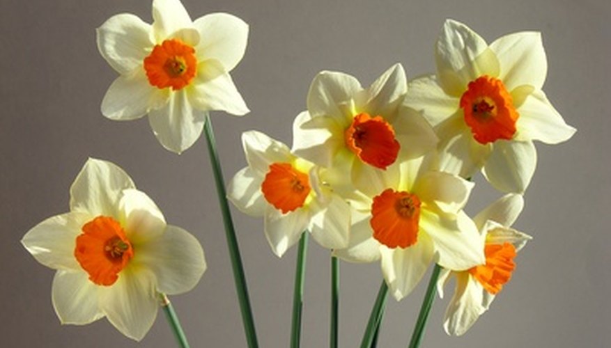 Daffodils blooming in spring. Daffodils blooming in spring.