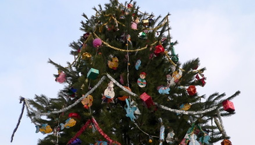 Blue spruce trees' sharp needles make them a bad Christmas tree choice. Blue spruce trees' sharp needles make them a bad Christmas tree choice.
