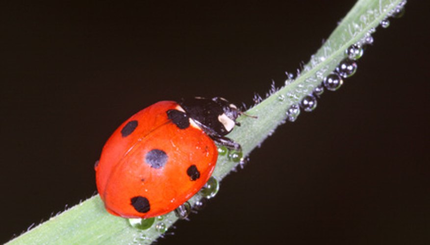 How To Repel Ladybugs Naturally