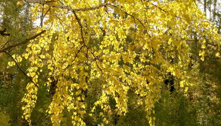 Birch leaves naturally turn yellow in the fall. Birch leaves naturally turn yellow in the fall.