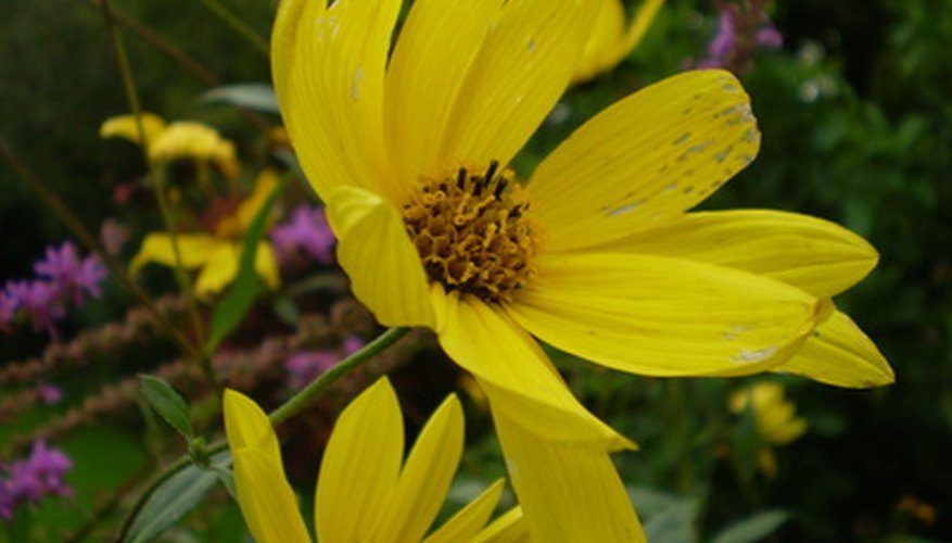 Sneezeweed grows wild in many fields of the United States. Sneezeweed grows wild in many fields of the United States.