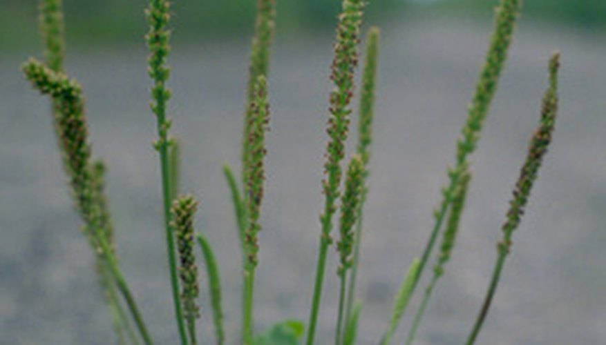 Broadleaf plantain Broadleaf plantain
