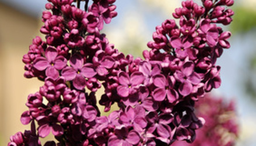 Lilac spikes are fragrant bunches of single or double four-petaled flowers. Lilac spikes are fragrant bunches of single or double four-petaled flowers.