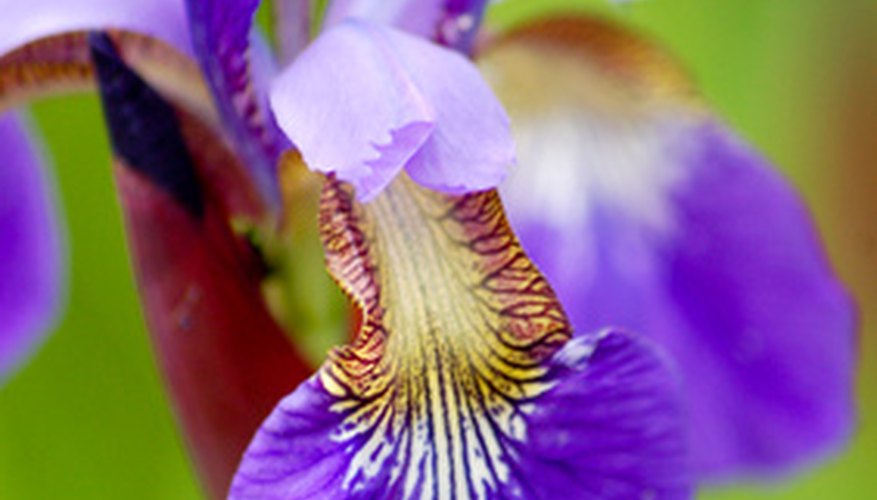 Siberian irises come in several colors. Siberian irises come in several colors.