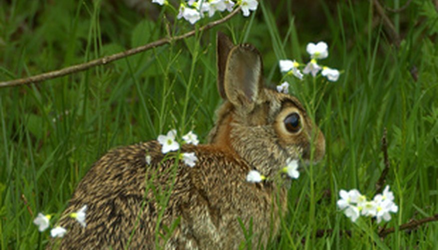 Potter studied plants and animals in their natural environment. Potter studied plants and animals in their natural environment.