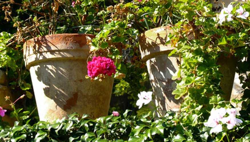 Grow vines in pots indoors or outdoors. Grow vines in pots indoors or outdoors.