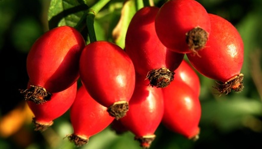 Rose hips: fully developed pollinated ovaries Rose hips: fully developed pollinated ovaries