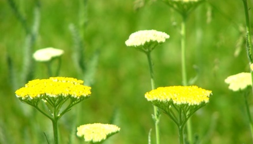 Flattened flower heads of yarrow are called corymbs. Flattened flower heads of yarrow are called corymbs.