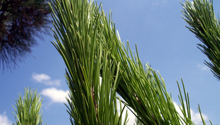The Norfolk pine makes an excellent choice for an indoor tree. The Norfolk pine makes an excellent choice for an indoor tree.