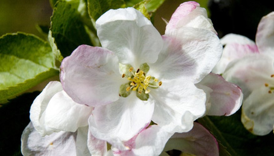 Apple trees provide pretty flowers followed by tasty fruits. Apple trees provide pretty flowers followed by tasty fruits.