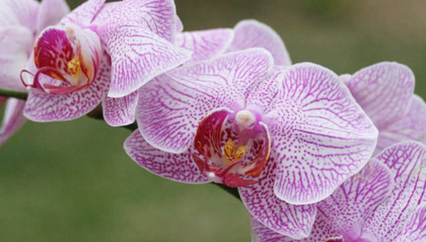 Orchids have colorful lower petals to attract insects. Orchids have colorful lower petals to attract insects.