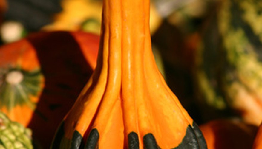 Gourds with elongated necks make excellent rattles. Gourds with elongated necks make excellent rattles.