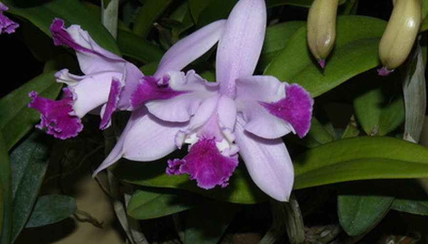 Cattleya orchids are ideal for pin-up corsages. Cattleya orchids are ideal for pin-up corsages.