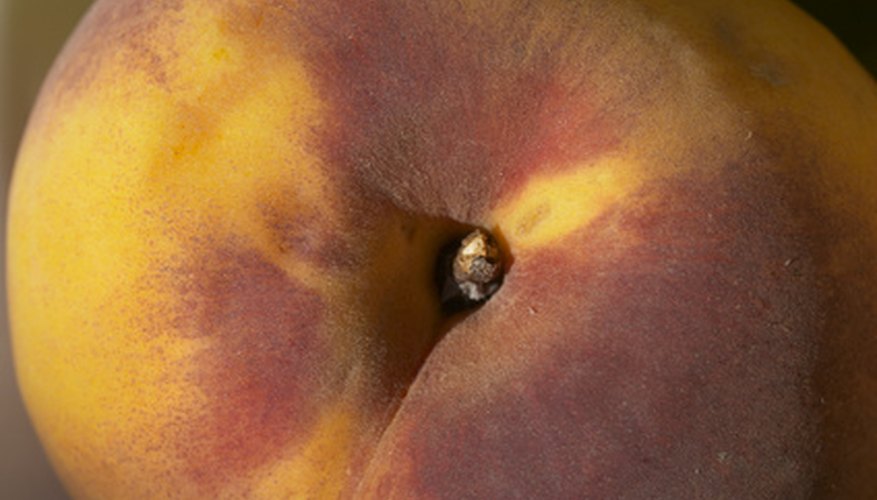 People love peach trees' juicy, fuzzy fruit. People love peach trees' juicy, fuzzy fruit.