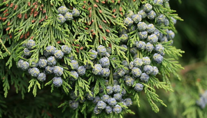 False cedar with immature cones. False cedar with immature cones.