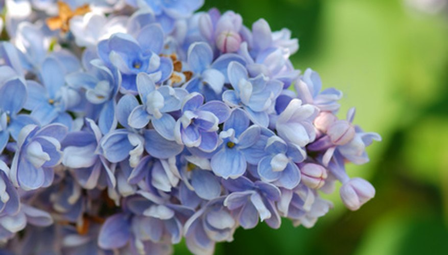 Lilac Lilac