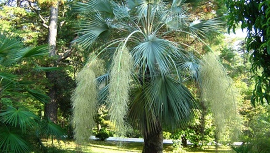 Drooping inflorescences appear on the blue hesper palm. Drooping inflorescences appear on the blue hesper palm.