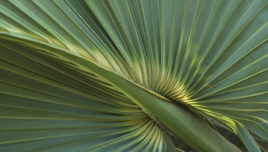 Dwarf palmetto shrubs have fan-shaped leaves. Dwarf palmetto shrubs have fan-shaped leaves.
