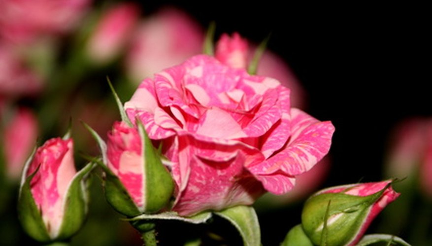Summer blooms Summer blooms