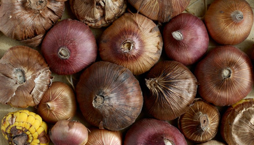 Flower bulbs. Flower bulbs.
