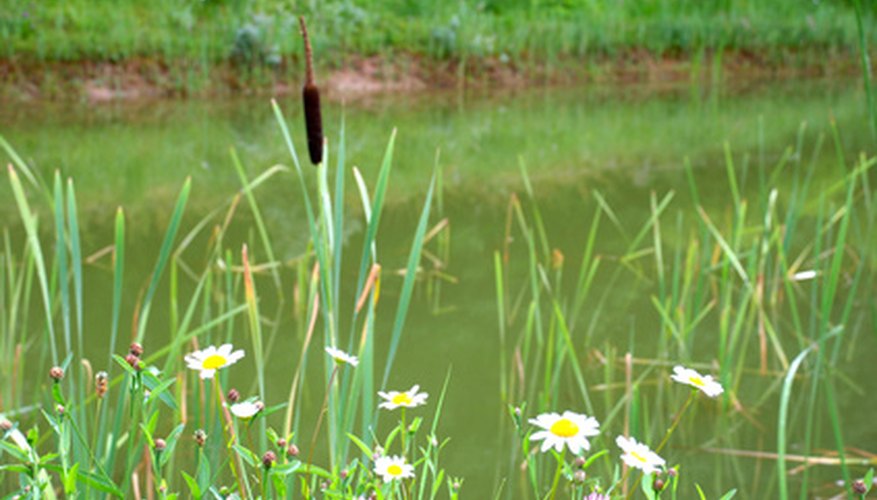 Cattails, which live near ponds, can grow up to 10 feet tall. Cattails, which live near ponds, can grow up to 10 feet tall.