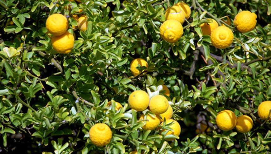 Healthy lemon tree Healthy lemon tree
