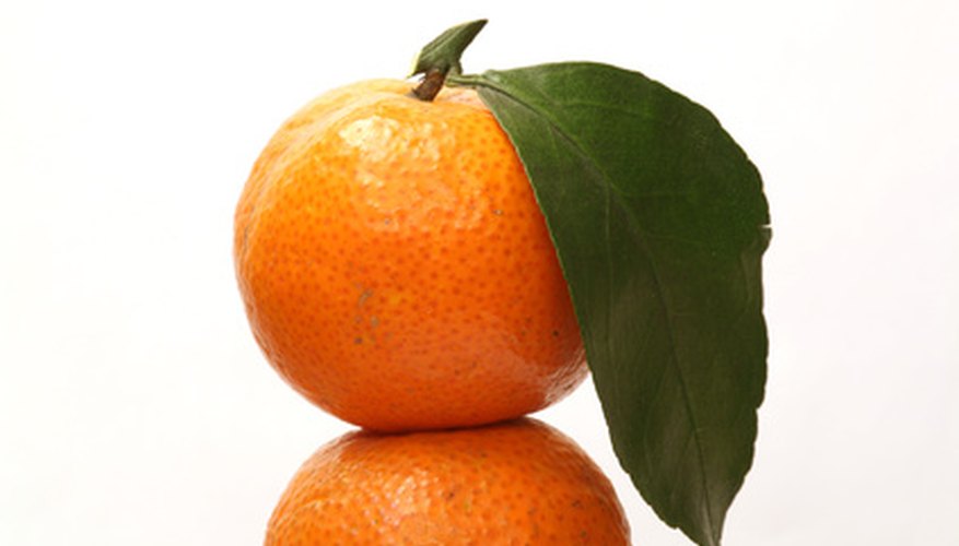 Orange tree leaf Orange tree leaf