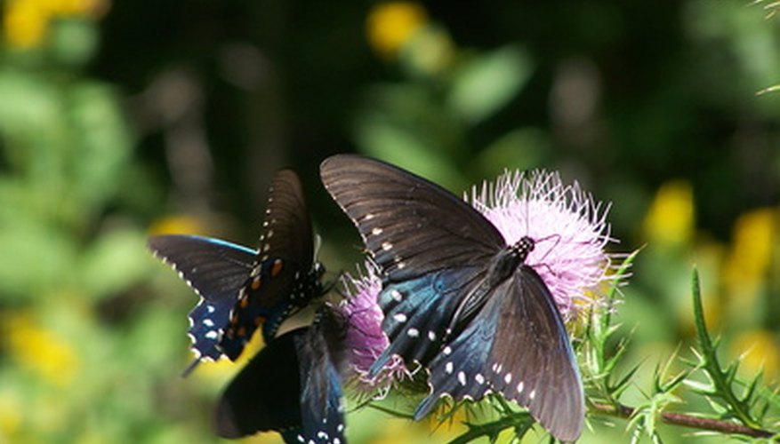 Plant native wildflowers to attract birds and butterflies to your urban yard. Plant native wildflowers to attract birds and butterflies to your urban yard.