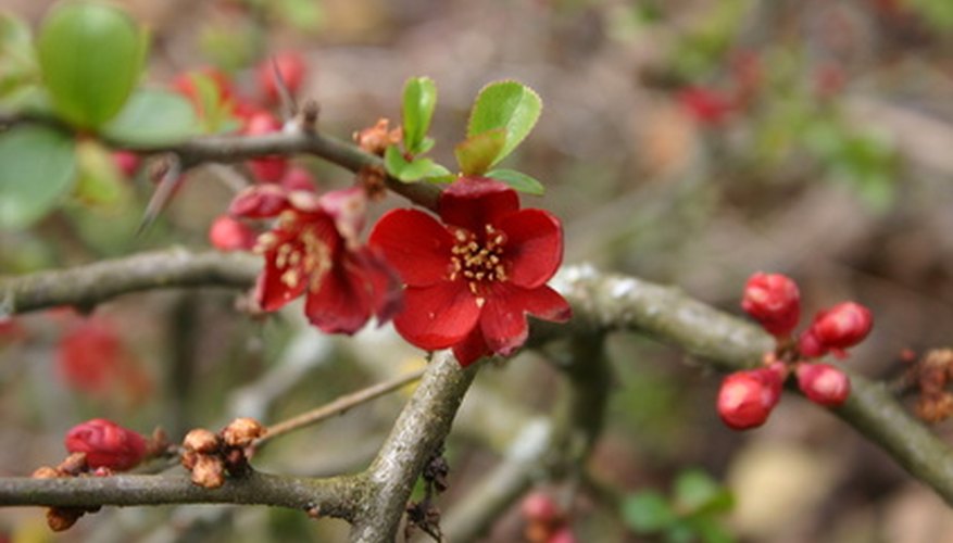 Crabapple trees need plenty of sunlight. Crabapple trees need plenty of sunlight.