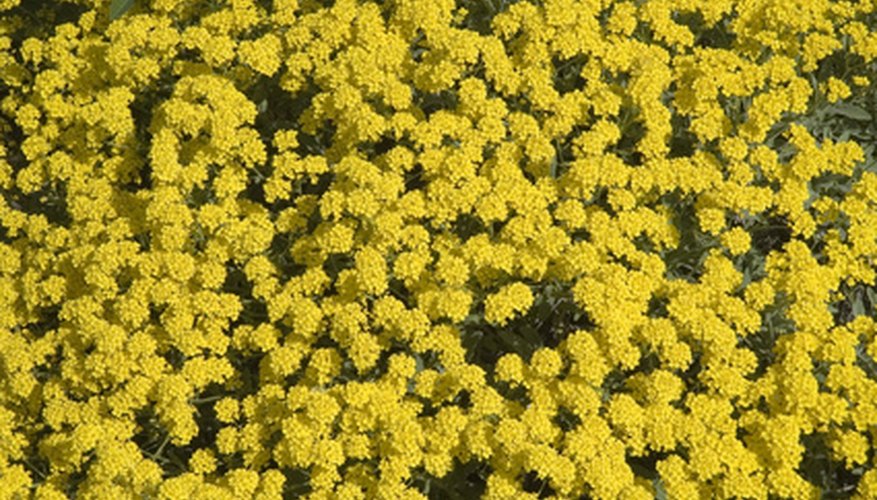 Foliage is barely seen under the mass of golden dust flowers. Foliage is barely seen under the mass of golden dust flowers.
