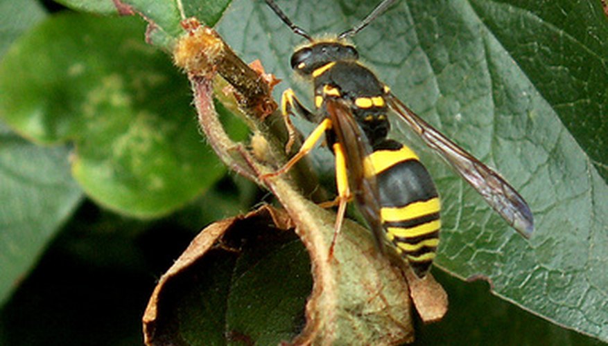 Why Do Wasps Swarm? Sciencing