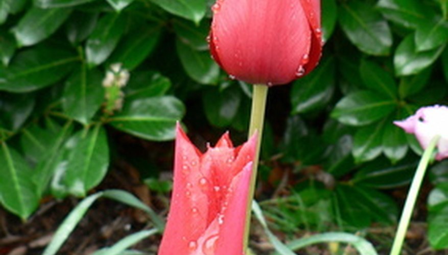 Tulips are a common spring flowering bulb. Tulips are a common spring flowering bulb.