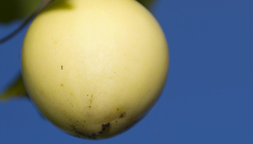 Yellow passion fruits turn yellow when ripe. Yellow passion fruits turn yellow when ripe.