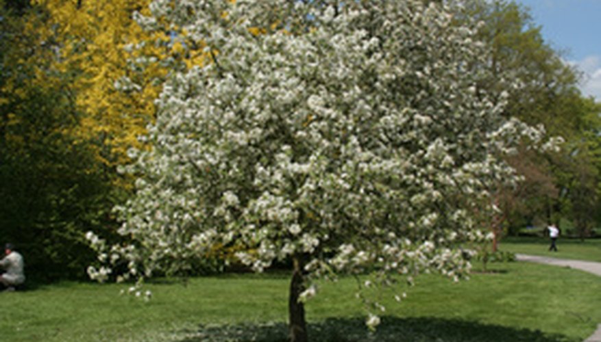 Flowering tree Flowering tree