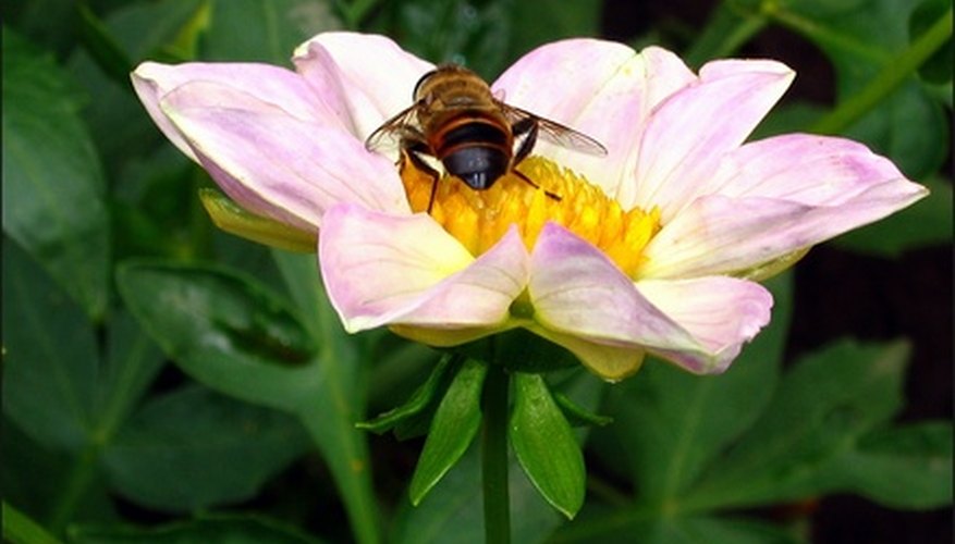 The hoverfly eats aphids The hoverfly eats aphids