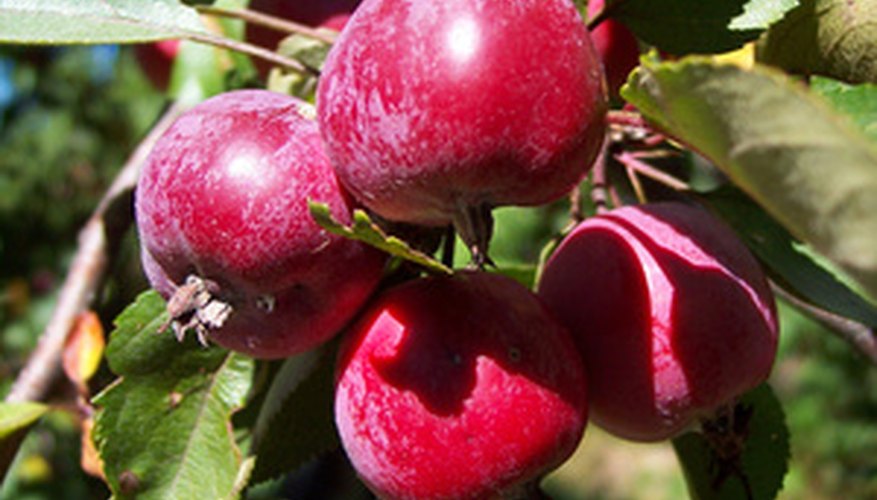 Crab apples can be cooked whole to make apple butter. Crab apples can be cooked whole to make apple butter.