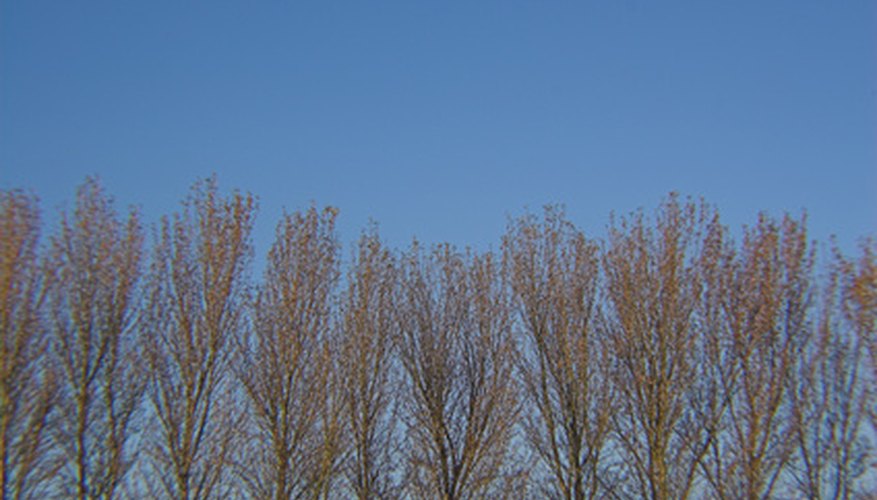 A row of trees can made a good privacy fence. A row of trees can made a good privacy fence.