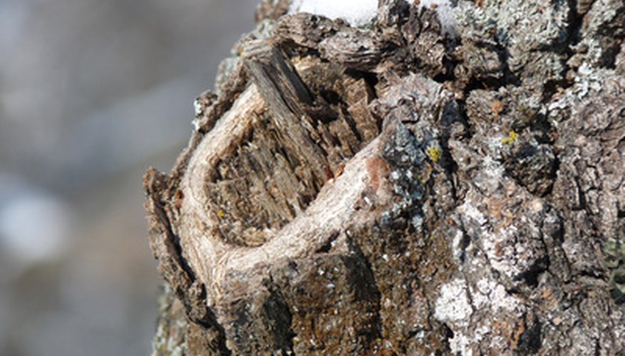 Fast-growing trees often suffer from weak wood. Fast-growing trees often suffer from weak wood.