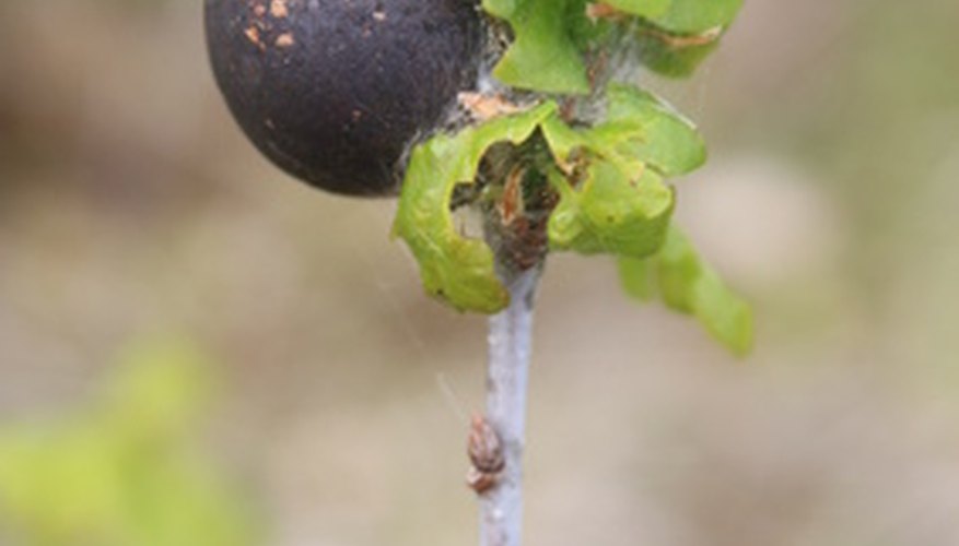 Leaf diseases can create distinctive markings. Identifying leaf diseases is a process of elimination. Leaf diseases can create distinctive markings. Identifying leaf diseases is a process of elimination.