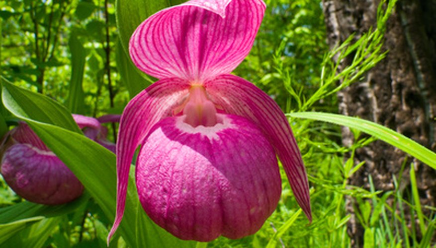 Lady's Slipper is a native orchid. Lady's Slipper is a native orchid.