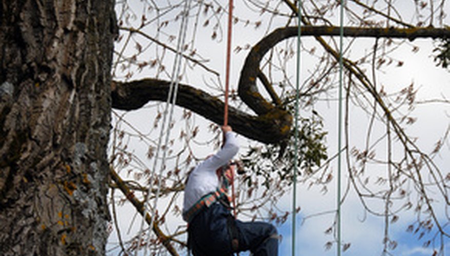 Tree rigging is one way rope is used as a tool for trimming trees. Tree rigging is one way rope is used as a tool for trimming trees.