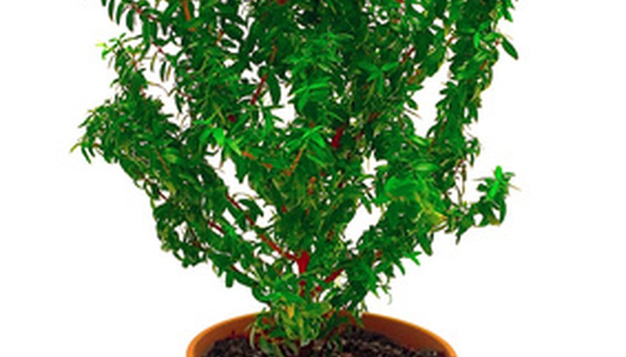 Crape myrtle trees have a slow growth rate. Crape myrtle trees have a slow growth rate.
