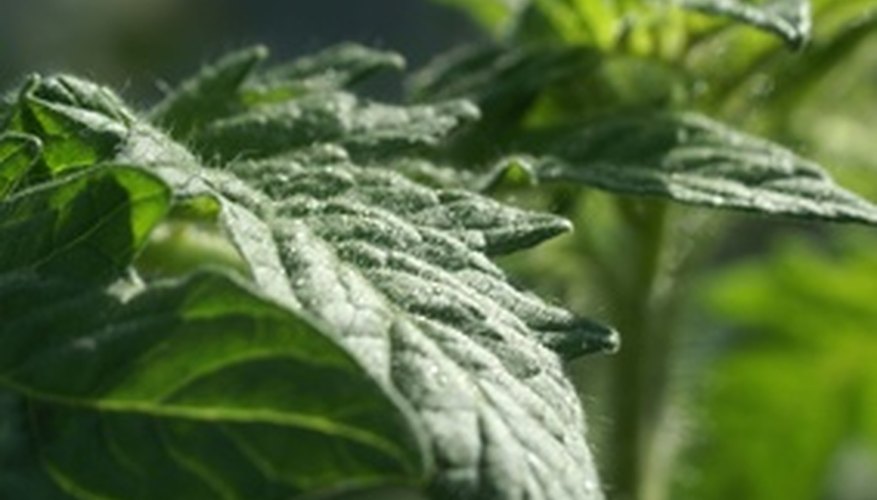 cold-damage-in-tomato-plants-garden-guides