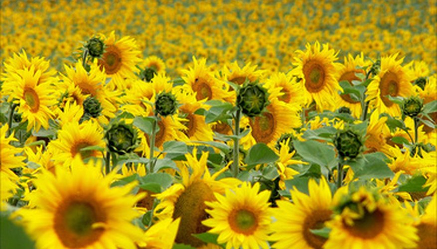 Sunflowers need full sunlight during the day. Sunflowers need full sunlight during the day.