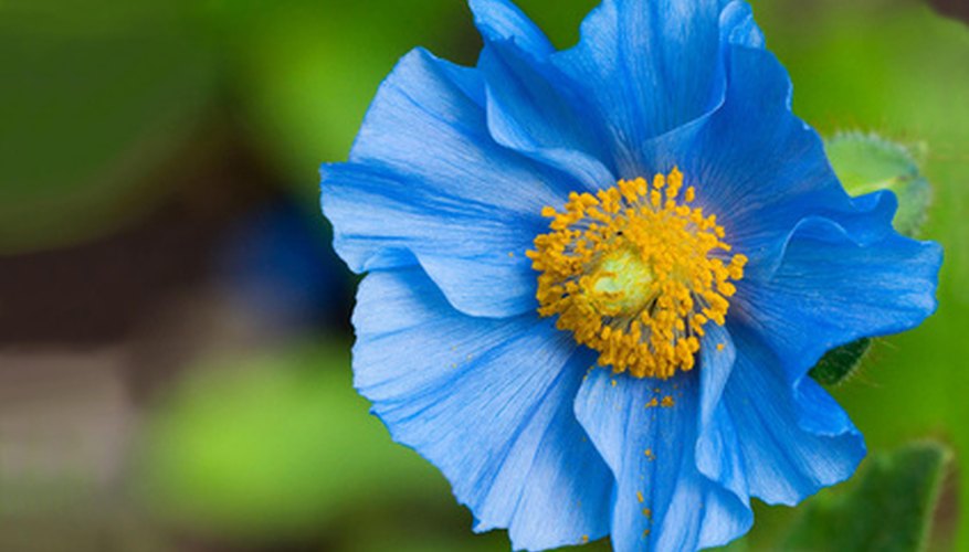 Blue poppies have a reputation for being hard to grow. Blue poppies have a reputation for being hard to grow.