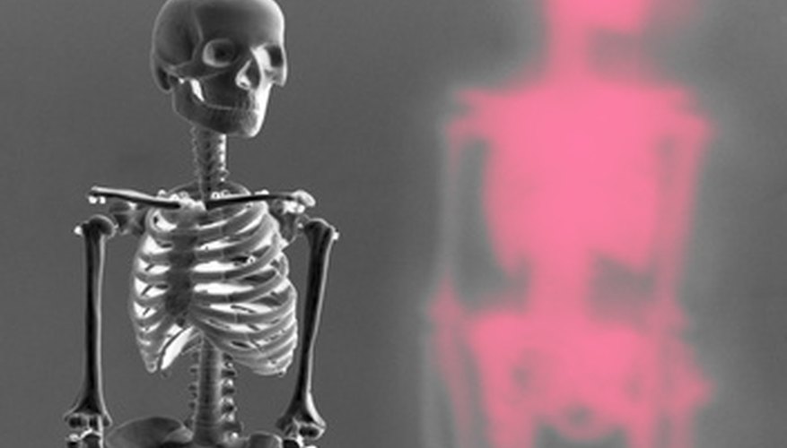 Skeletal models are commonly found in biology labs. Skeletal models are commonly found in biology labs.
