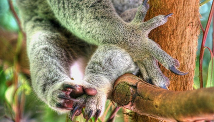 Sharp claws allow the koala to climb and grip the eucalytus tree securely. Sharp claws allow the koala to climb and grip the eucalytus tree securely.