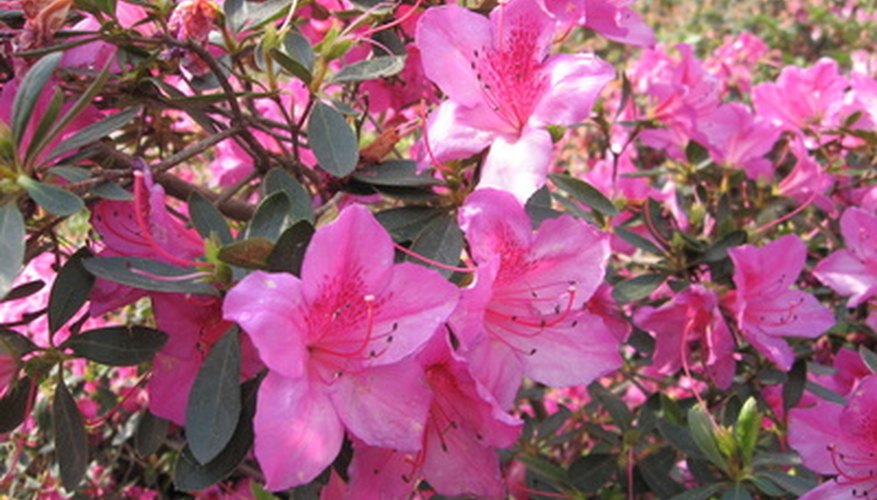 You can identify dozens of plants with five leaflets. You can identify dozens of plants with five leaflets.