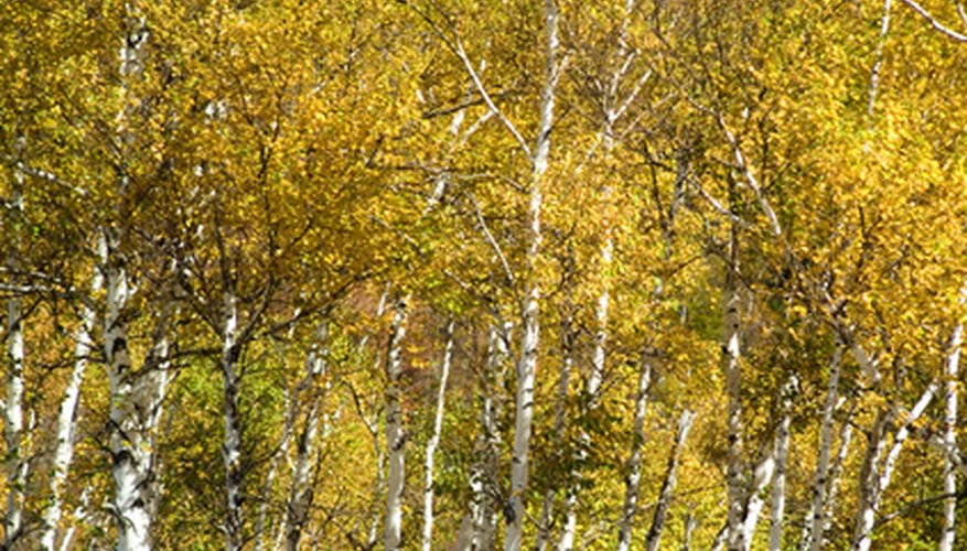 The yellow birch in fall. The yellow birch in fall.